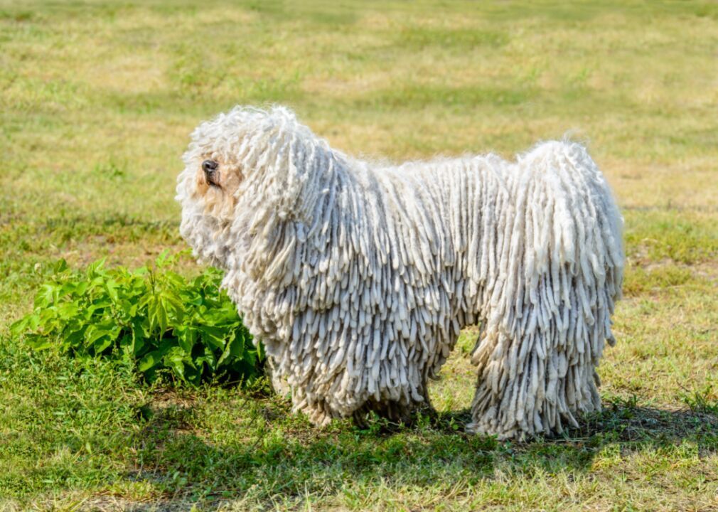 #33. Puli (tie)